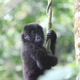 A juvenile Grauer’s gorilla.